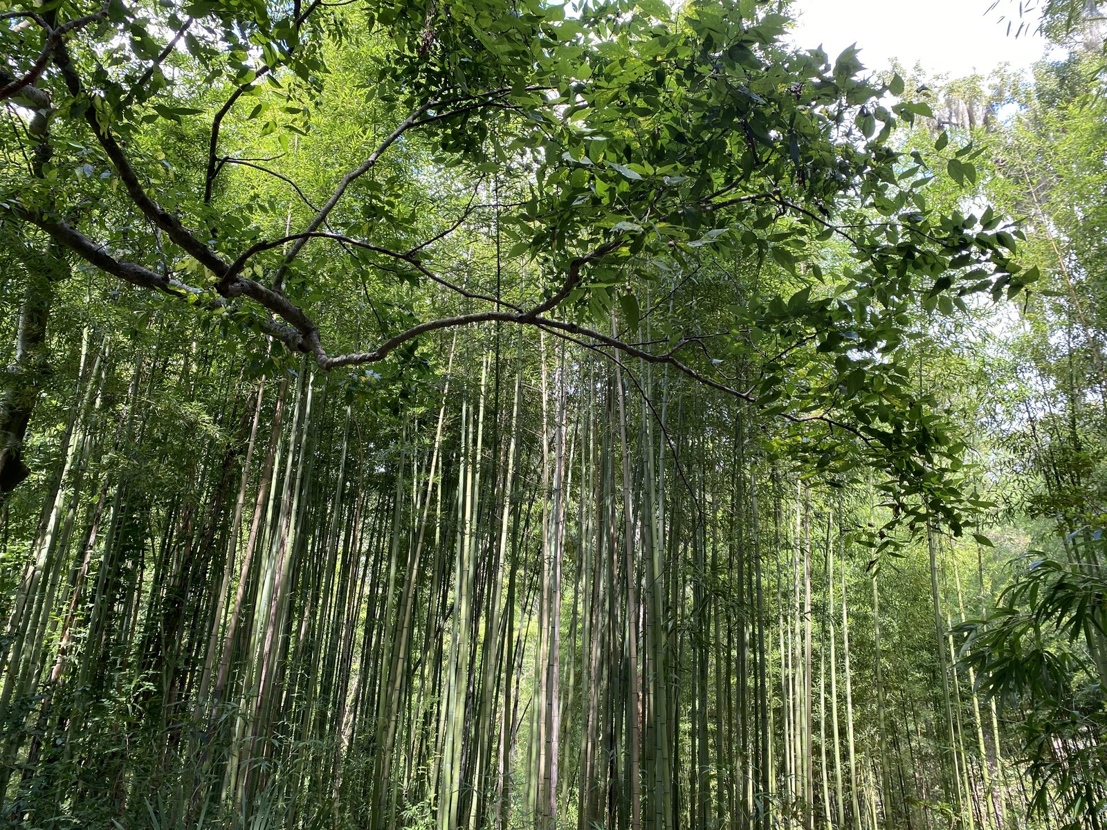 The bamboo grove. Forty feet tall and completely silent.