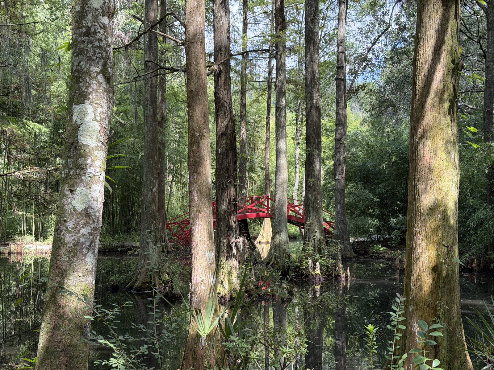 Cypress knees and still water, bridge in the distance.