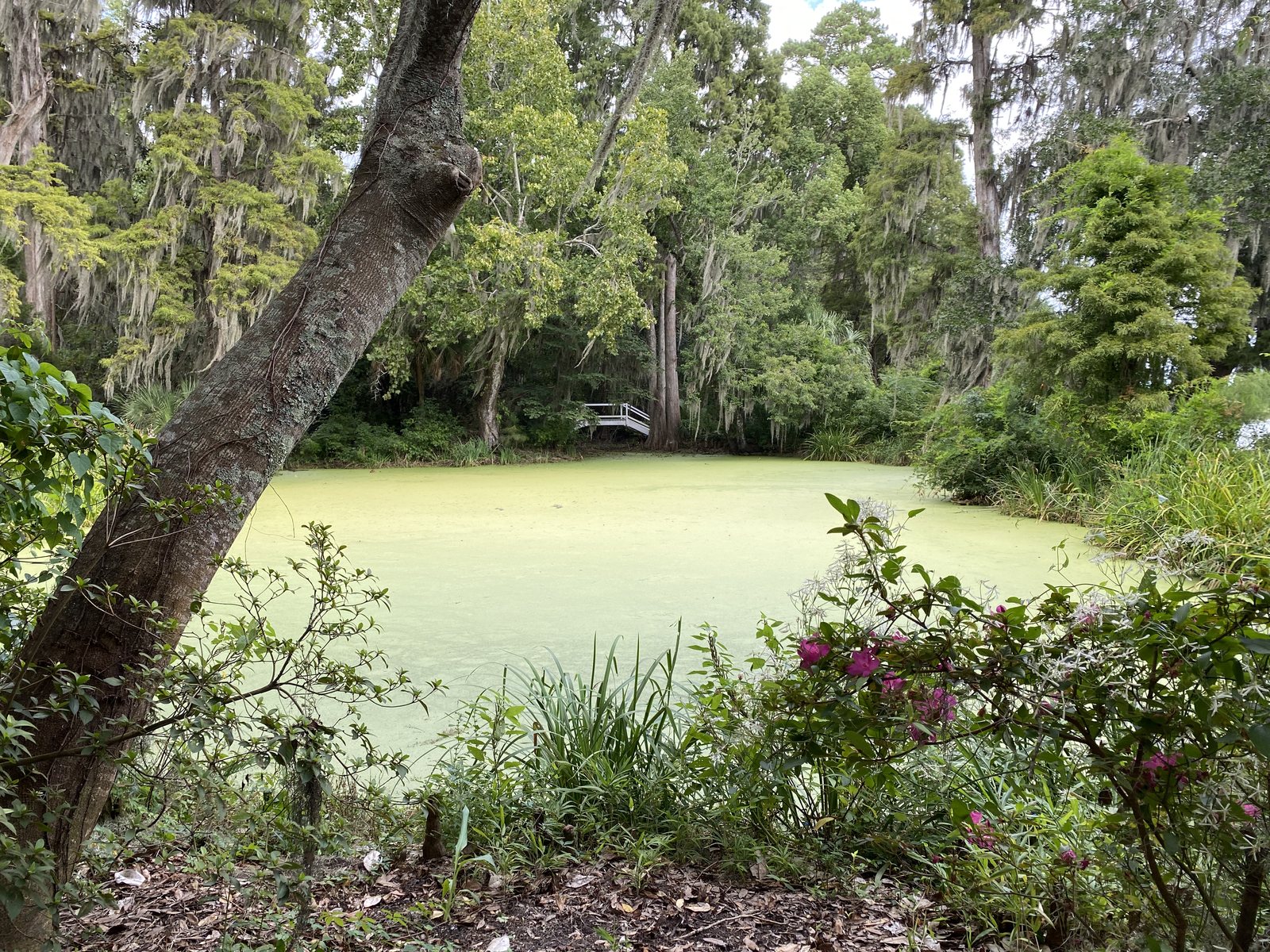 The duckweed pond — solid green from bank to bank, and yes, that's where the gators live.