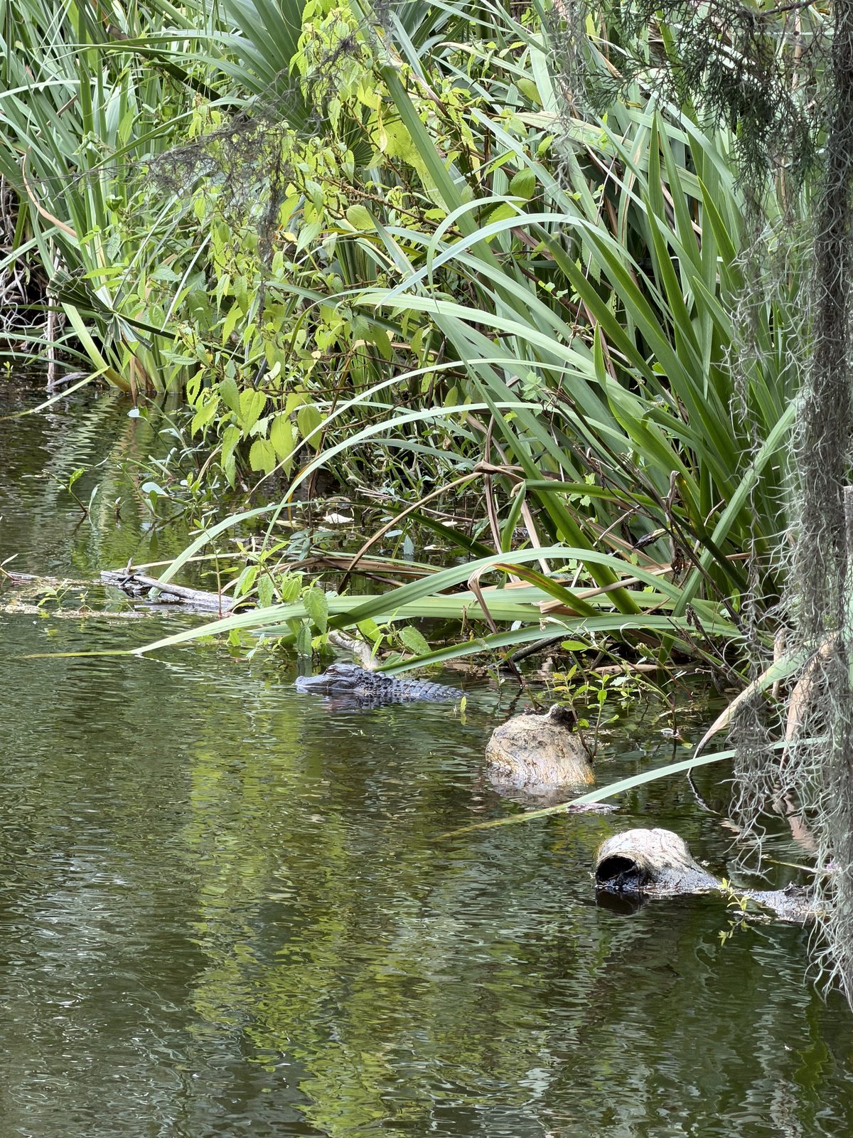 There he is. Look for the eyes just above the water, dead center. We kept our distance.
