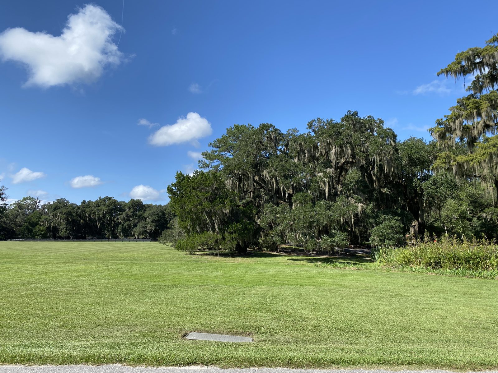 The lawn and the live oaks from the front steps.