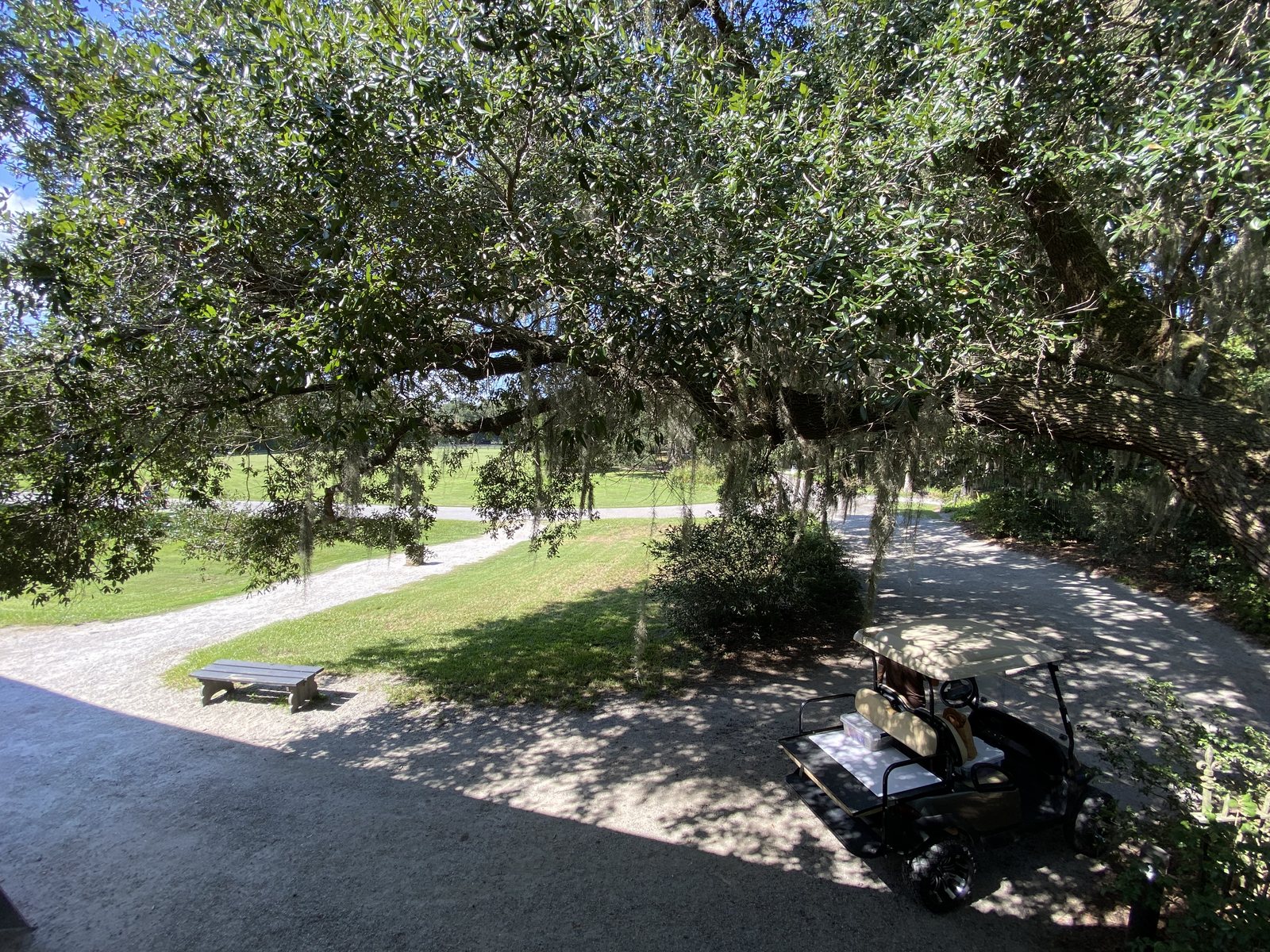 The oak from the porch — the kind of tree that makes you feel briefly unimportant.