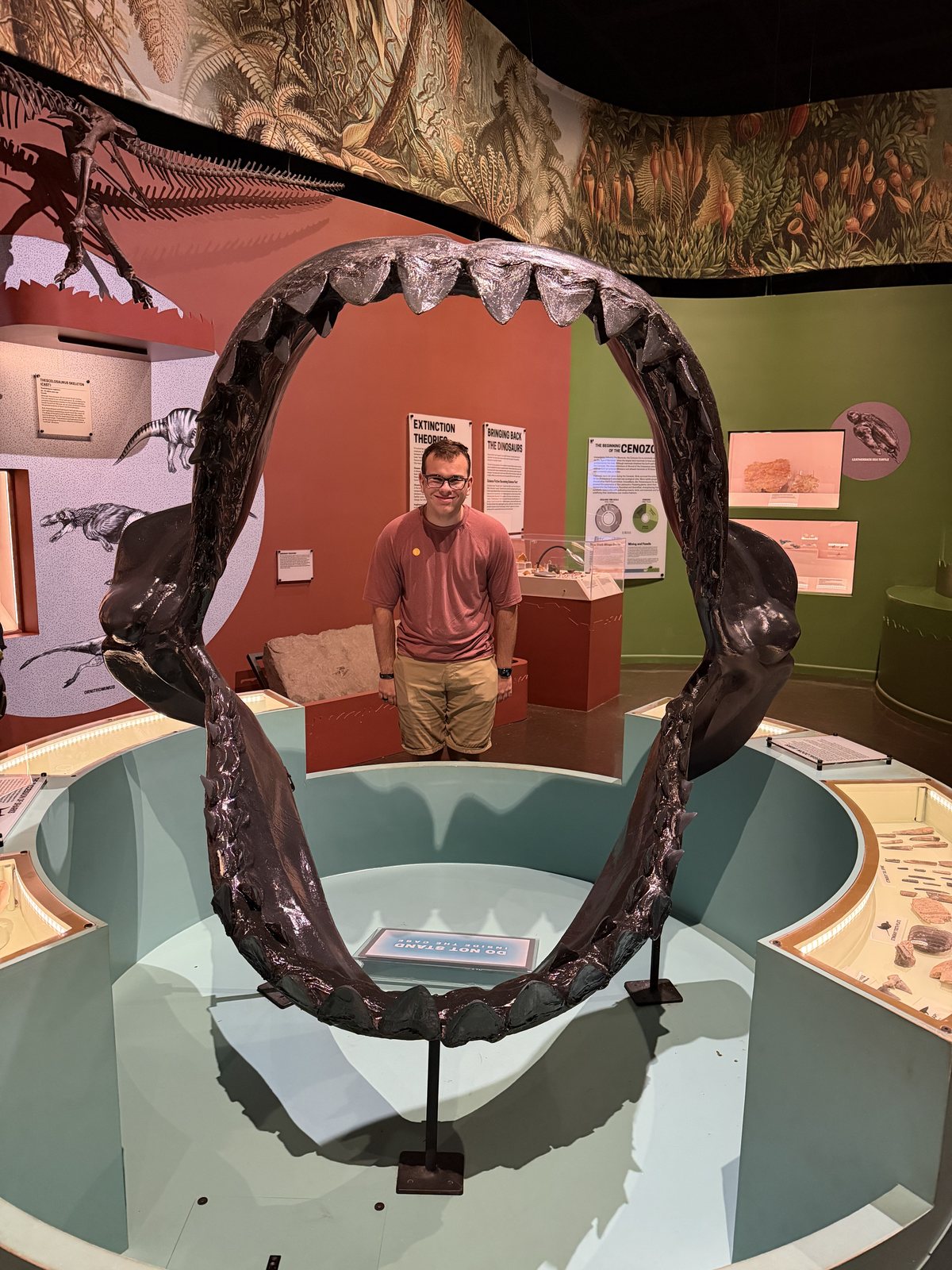 Megalodon jaw. The megalodon is the one on the outside.