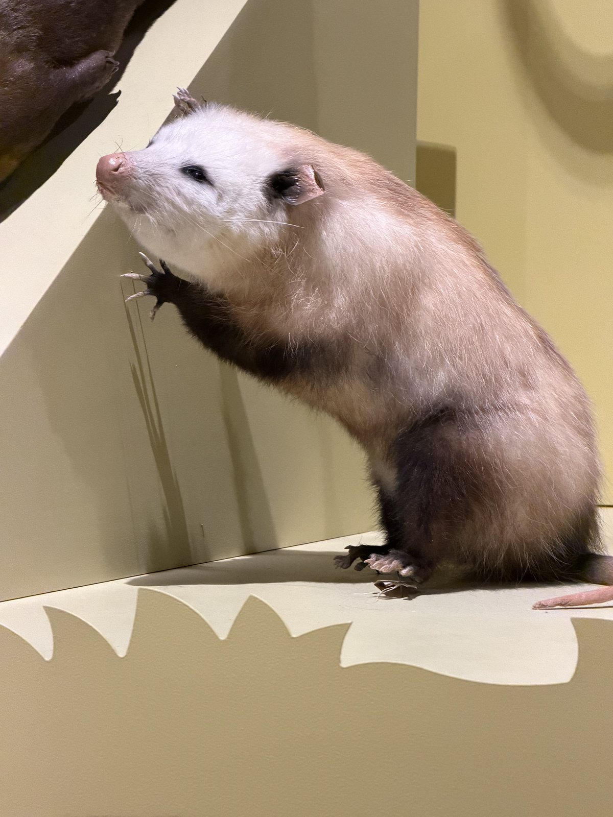 The Charleston Museum's famous possum. Mommy loves possums; Dad does not. Mommy made sure Dad saw how cute this one was. Repeatedly.
