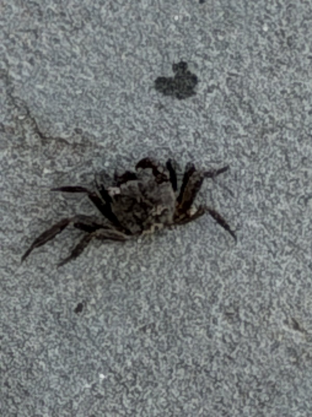 One of several hundred. The seawall crabs were everywhere, and completely uninterested in us.